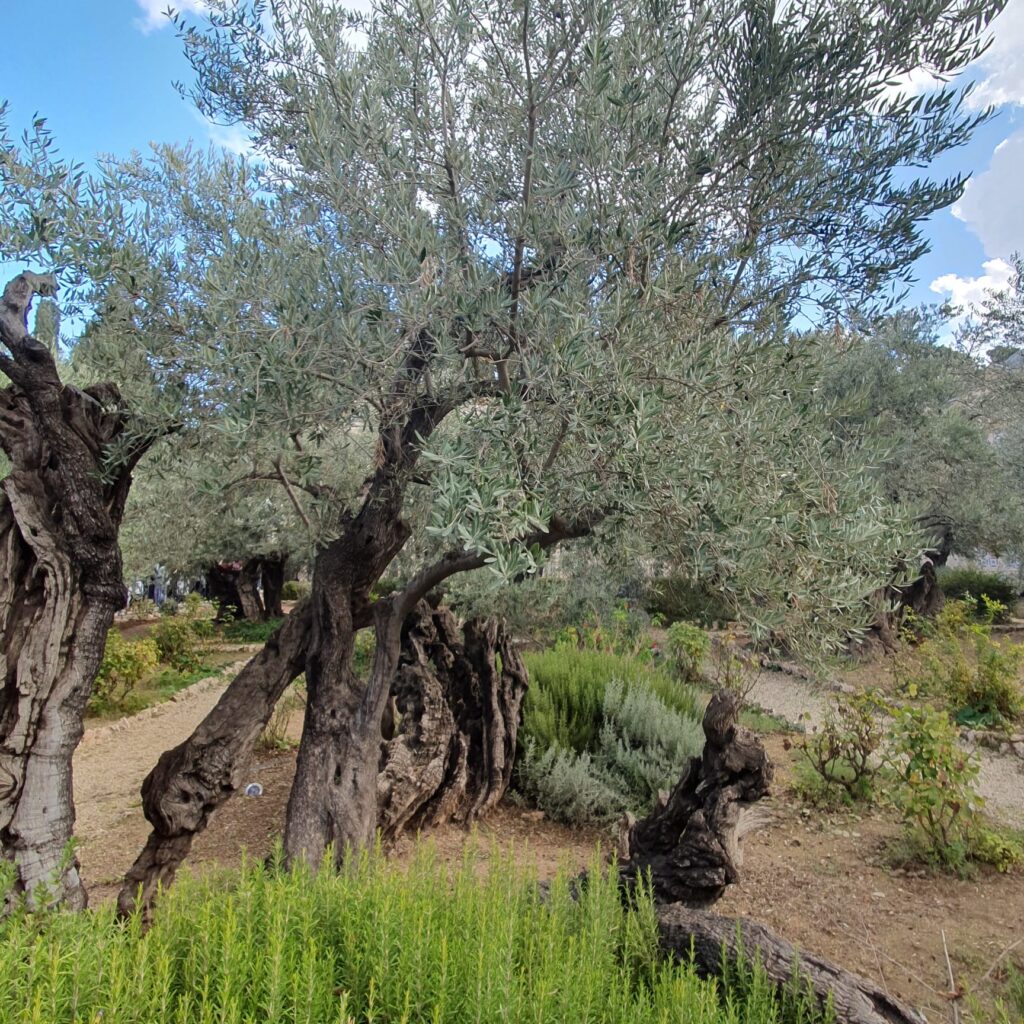 Grădina Ghetsimani-ISUS TE IUBESTE